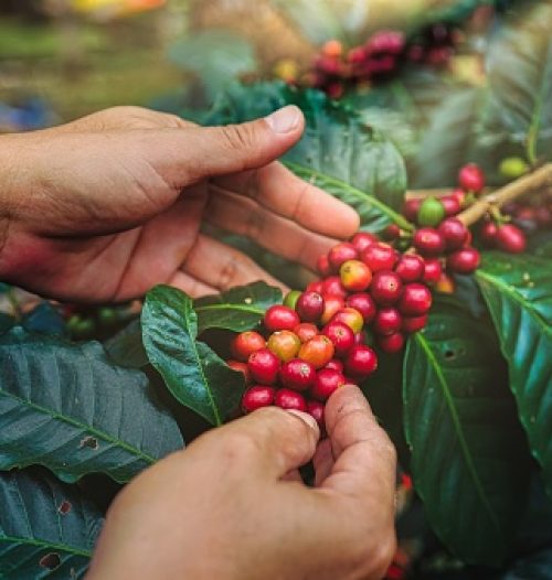 Man's hand picking up red coffee beans on coffee plant.